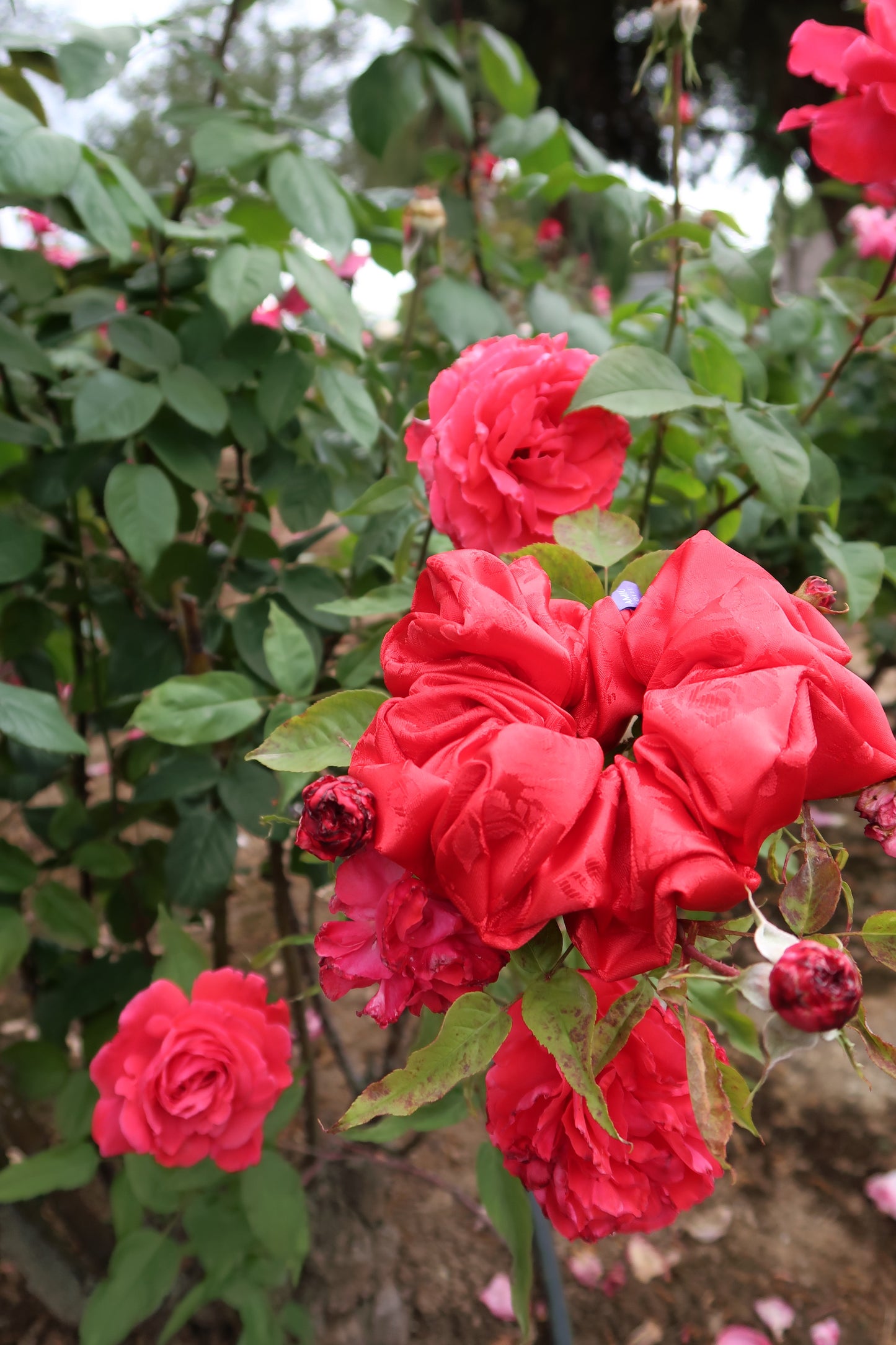 Passion satin scrunchies soft & gentle elastic ties for hair